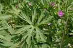 Cutleaf geranium